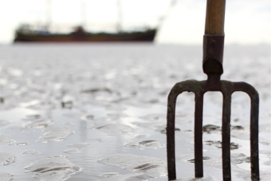 Jeugdweek Waddenzee wadlopen ontdekken