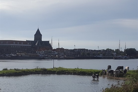IJsseldelta/Kop van Overijssel