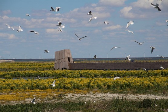 Week IJsselmeer en Markermeer marker wadden vogelhut