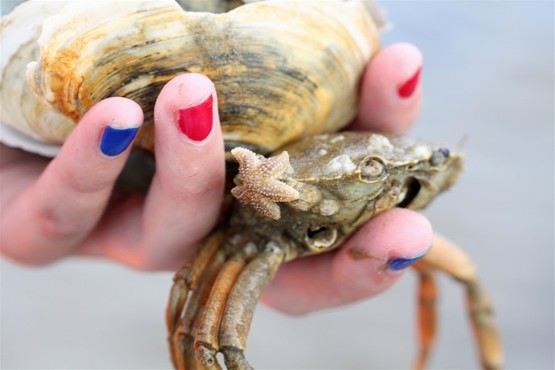 Jeugdweek Waddenzee krabben