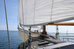 Kleine afbeelding 5 van Zeester