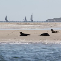 Waddenzee