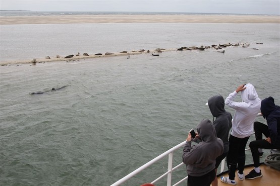 Jeugdweek Waddenzee zeehonden
