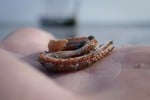 Miniaturansicht 23 von Jugendwoche Wattenmeer